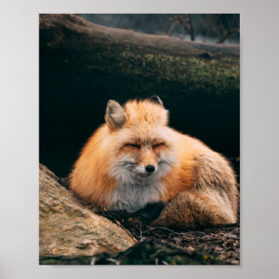 Red Fox Sleeping Poster