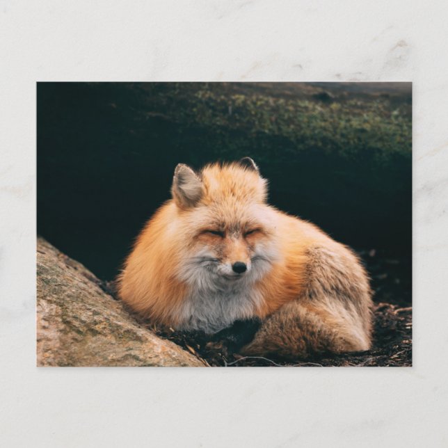 Red Fox Sleeping Postkarte (Vorderseite)