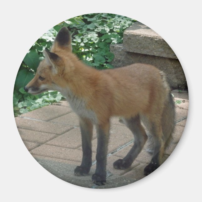 Red Fox Stehend Magnet (Vorne)