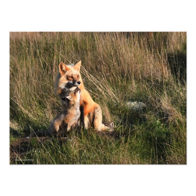 Red Fox und es ist Kit Fotodruck (Vorne)
