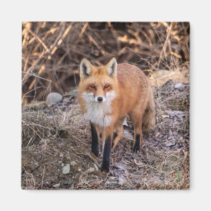 Red Fox up nah und persönlich Magnet