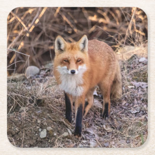 Red Fox up nah und persönlich Rechteckiger Pappuntersetzer