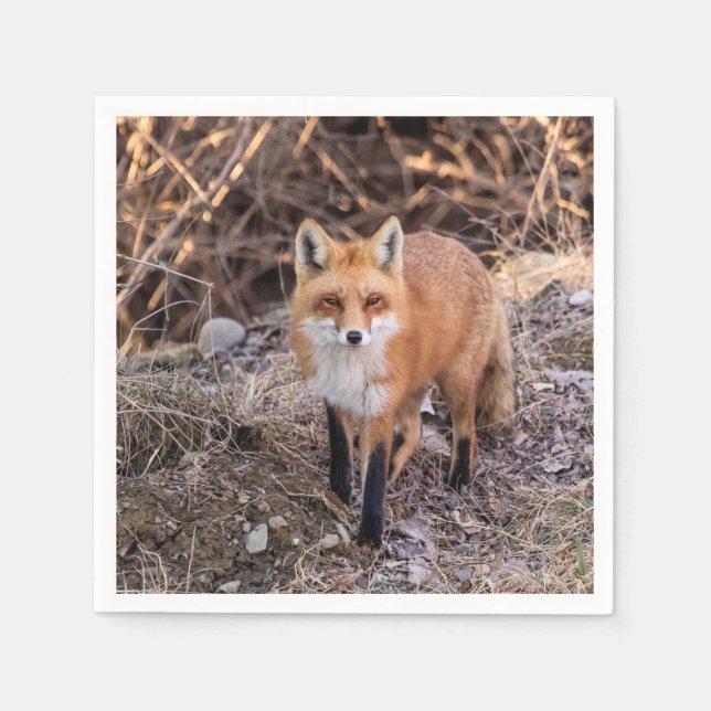 Red Fox up nah und persönlich Serviette (Vorderseite)