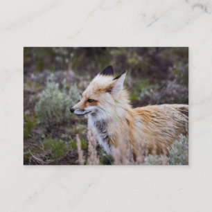 Red Fox - Visitenkarte