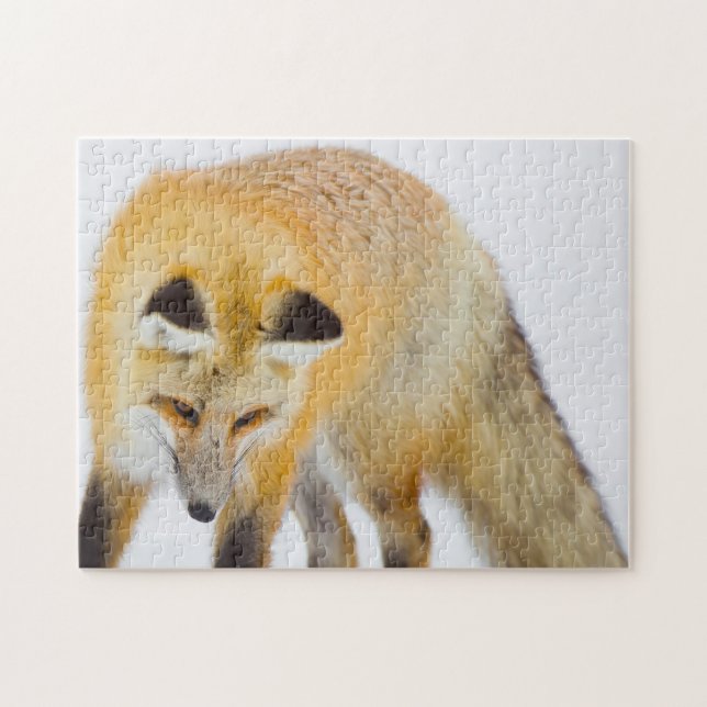 Red Fox Wyoming. Puzzle (Horizontal)