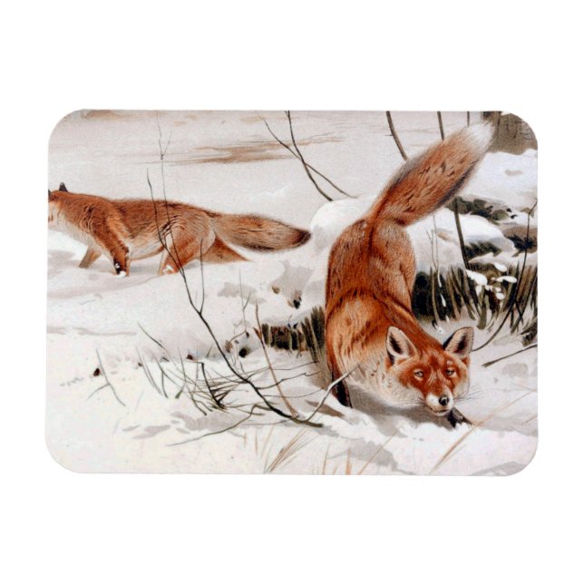Red Foxes in the Winter Snow (by Wilhelm Kuhnert) Magnet (Horizontal)