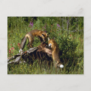 Red Foxes Kits spielen Postkarte
