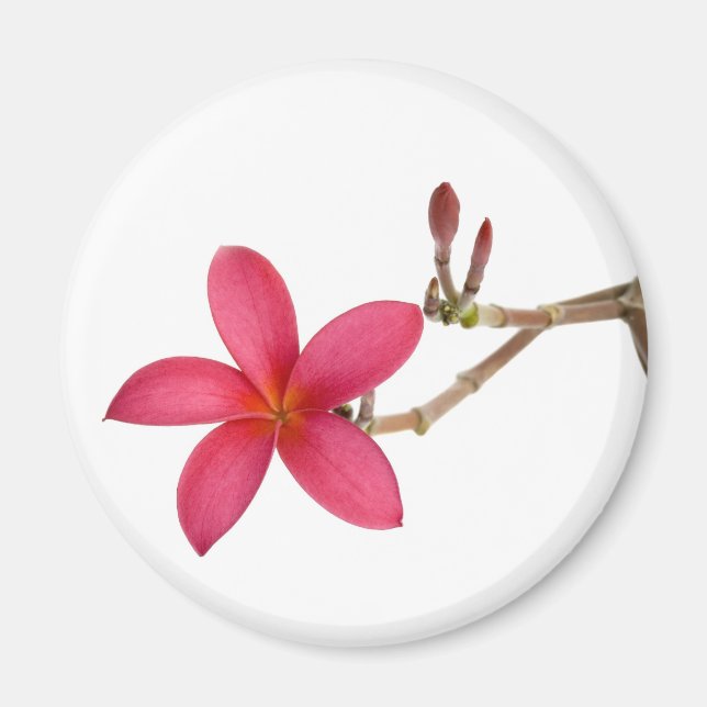 Red Frangipani Blume Magnet (Vorne)