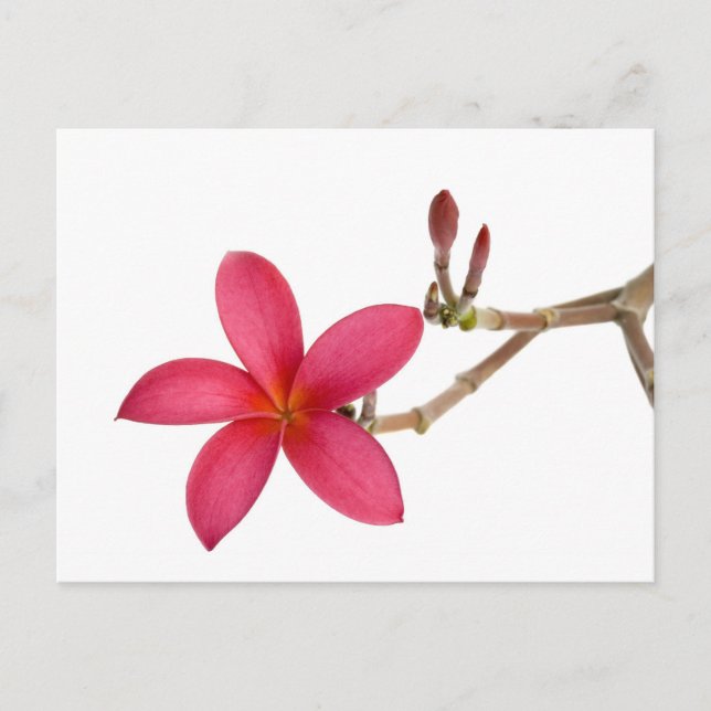Red Frangipani Blume Postkarte (Vorderseite)
