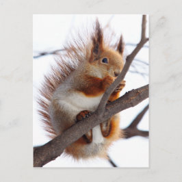Red Furry Eichhörnchen mit Haselnuss Postkarte