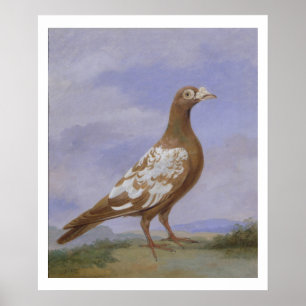 Red Fuss Carrier Pigeon Poster