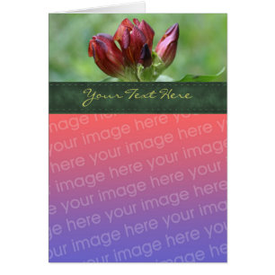 Red Gentian Blume Foto Card