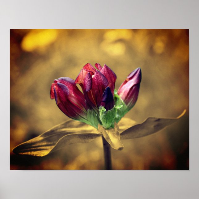 Red Gentian Blume Sepia teilweise Farbe Poster (Vorne)