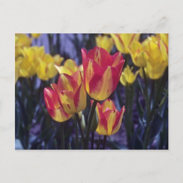 Red Georgette Tulip (Tulipa Multoflora) Blume Postkarte (Vorderseite)