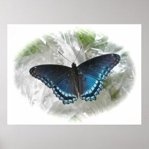 Red Gepunktet Lila Butterfly Poster