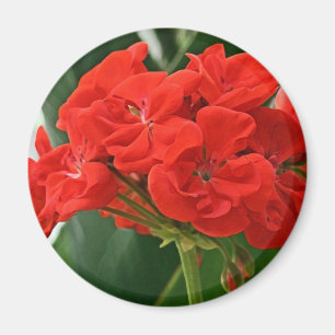 Red Geranium Magnet