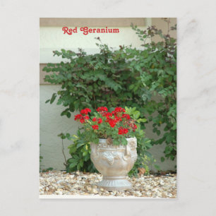 Red Geranium Postcard Postkarte