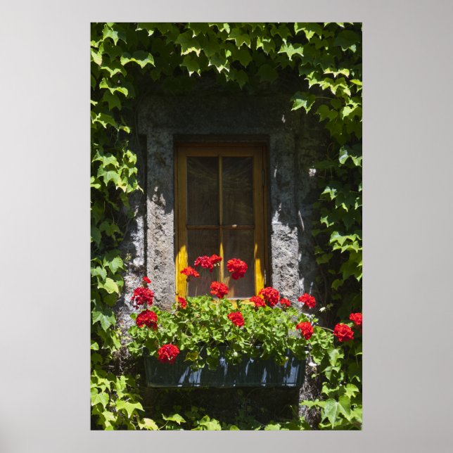 Red Geranium Window Poster (Vorne)