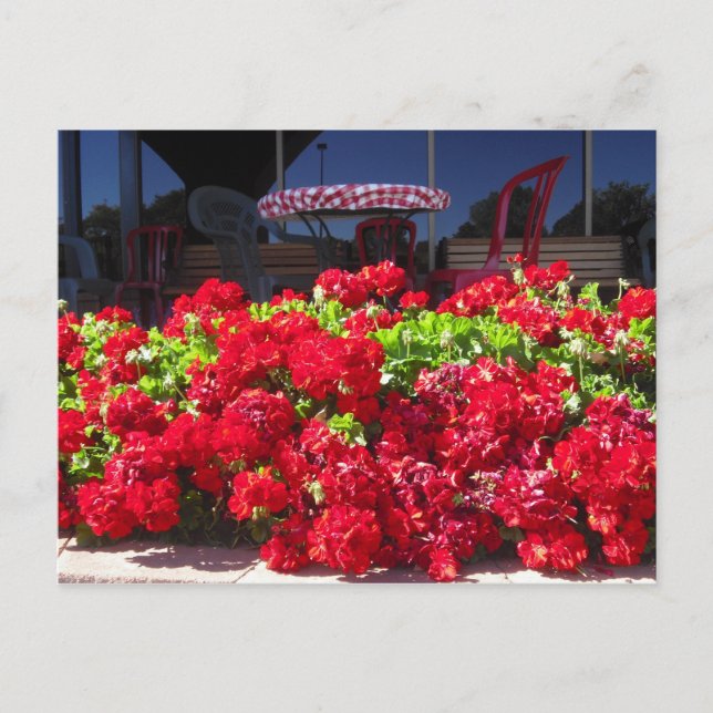 Red Geraniums Café Postcard Postkarte (Vorderseite)