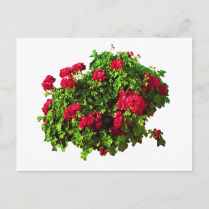 Red Geraniums Postkarte