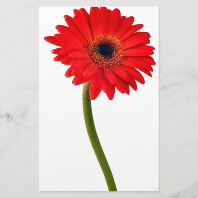 Red Gerber Daisy Blume Floral Daisies Blume Briefpapier (Vorderseite)