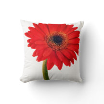 Red Gerber Daisy Blume Floral Daisies Blume