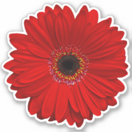 Red Gerber Daisy Blume Kiss-Cut Sticker