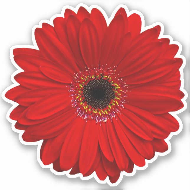 Red Gerber Daisy Blume Kiss-Cut Sticker (Vorderseite)