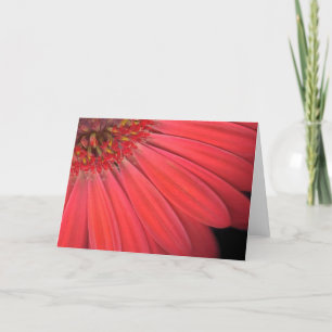 Red Gerber Daisy Karte