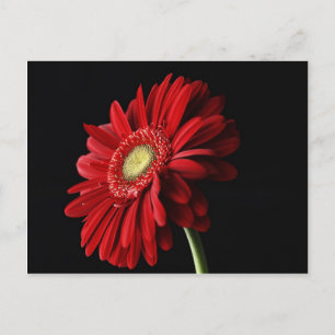 Red Gerber Daisy Postcard Postkarte