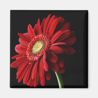 Red Gerber Daisy Square Magnet