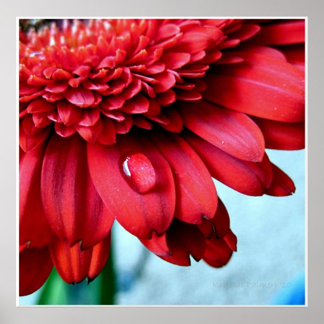 Red Gerber Poster (Vorne)