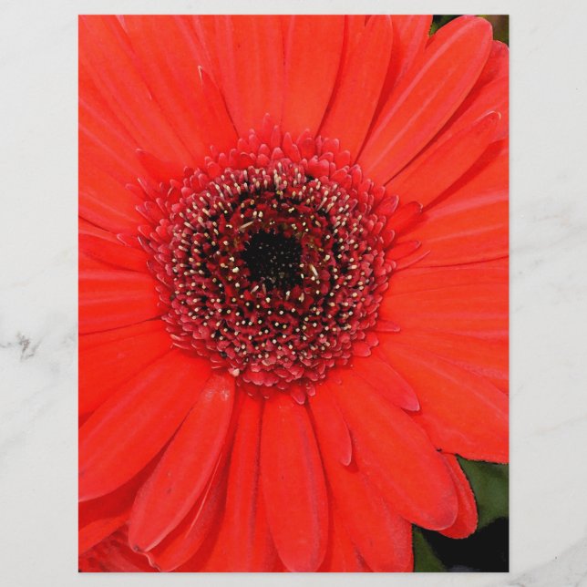 Red Gerbera (Vorderseite)