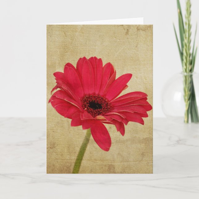 Red Gerbera Blume Card Karte (Vorderseite)
