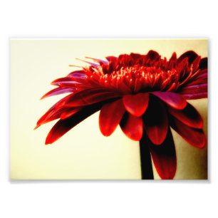 Red Gerbera Blume Foto Print
