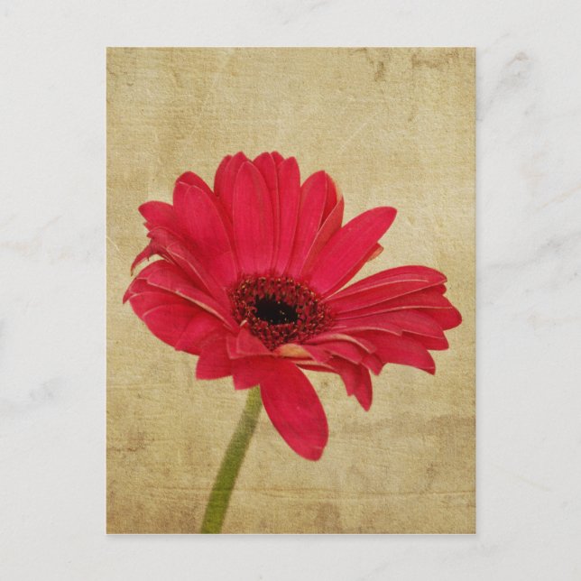 Red Gerbera Blume Postcard Postkarte (Vorderseite)
