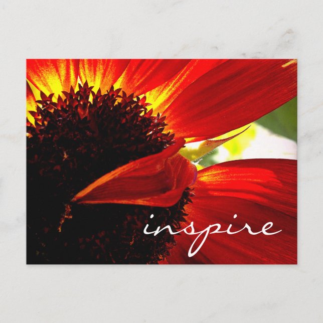 Red Gerbera Daisy Blume Inspirierte Script Modern Postkarte (Vorderseite)