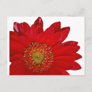 Red Gerbera Daisy Postkarte