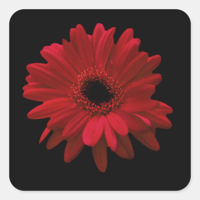 Red Gerbera Daisy Quadratischer Aufkleber (Vorderseite)