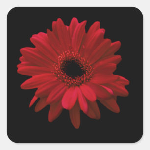 Red Gerbera Daisy Quadratischer Aufkleber
