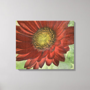 Red Gerbera Leinwanddruck