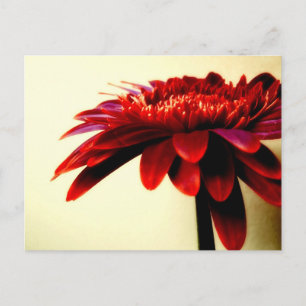 Red Gerbera Postcard Postkarte