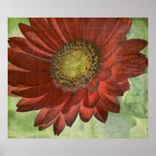 Red Gerbera Poster (Vorne)