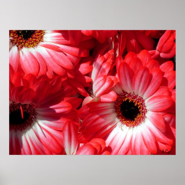 Red Gerberas Poster, S Cyr Poster (Vorne)