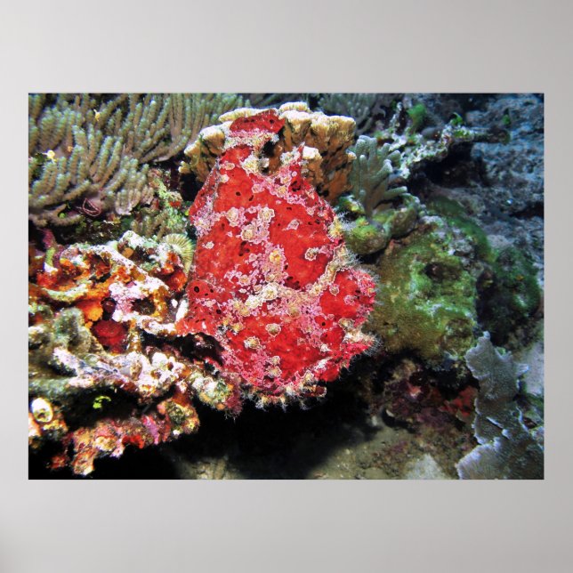 Red Giant Frogfish Poster (Vorne)