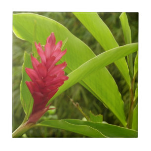 Red Ginger Blume (Alpinia) Tropical Fliese