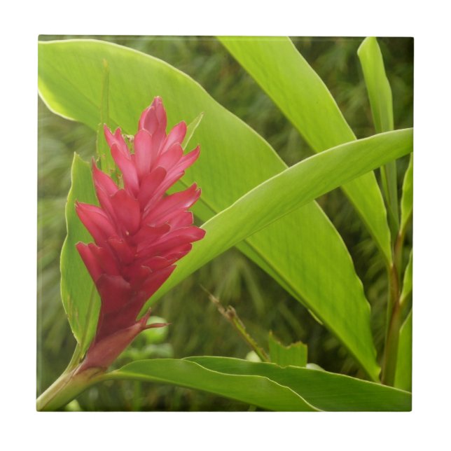 Red Ginger Blume (Alpinia) Tropical Fliese (Vorderseite)