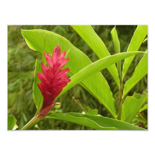 Red Ginger Blume (Alpinia) Tropical Fotodruck (Vorne)