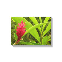 Red Ginger Blume (Alpinia) Tropical