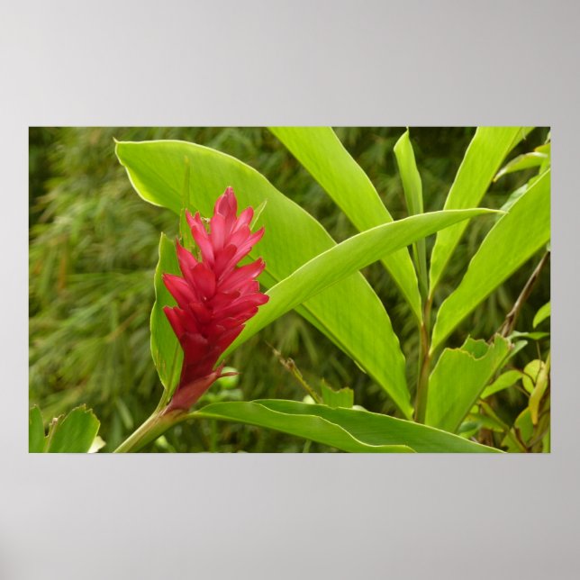 Red Ginger Blume (Alpinia) Tropical Poster (Vorne)